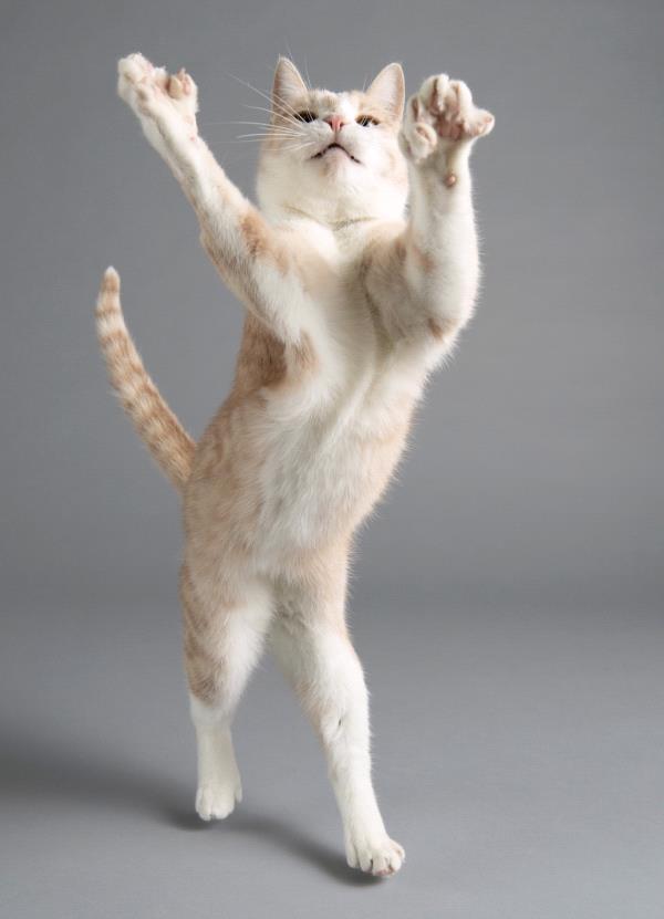 /Images/uploads/Minnesota Spay Neuter Assistance Program/MNSNAP/entries/9396thumb.jpg